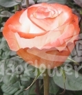 farfalla