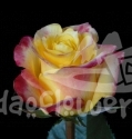 hot merengue