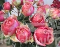 pitahaya