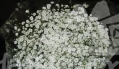 blossom