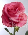 cerise