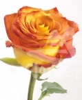 pacarina