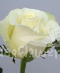 white nile