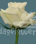 nacar