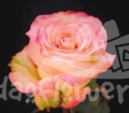 pink aubade