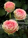 wachy rose