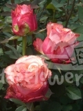 art rose