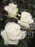 blanche