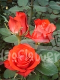 orange delight