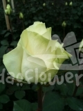 white ursus